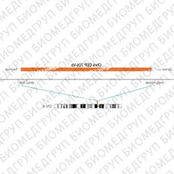 ДЛЯ КЛИЕНТОВ ЗА ПРЕДЕЛАМИ США. SureFISH Chr6 CEP 706kb P20 RD