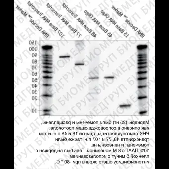 Набор маркеров Decade Markers System для получения маркеров РНК с радиоактивной меткой, Thermo FS, AM7778, 10 реакций