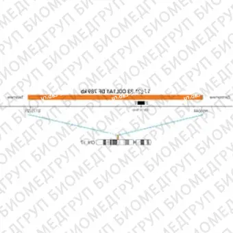 ДЛЯ КЛИЕНТОВ ЗА ПРЕДЕЛАМИ США. SureFISH 17q21.33 COL1A1 DF 789kb P20 RD