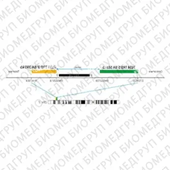 ДЛЯ КЛИЕНТОВ из США. SureFISH 7q34 TRB 5 BA 583kb P20 GR. TRB, Break Apart, 20 тестов, FITC, Концентрат, Ручное использование