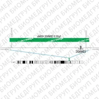 ДЛЯ КЛИЕНТОВ ЗА ПРЕДЕЛАМИ США. SureFISH 1p32.3 CDKN2C 426kb P20 GR