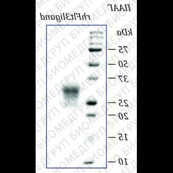 Лиганд fmsподобной тирозинкиназы 3 человека, рекомбинантный белок, rhFlt3L, Россия, PSG08050, 50 мкг