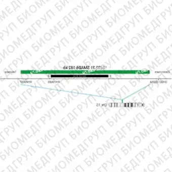 ДЛЯ КЛИЕНТОВ ЗА ПРЕДЕЛАМИ США. SureFISH 15q22.31 SMAD6 182kb P20 GR