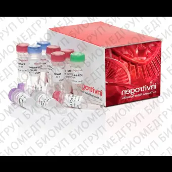 Набор для клонирования TOPO TA Cloning Kit for Sequencing, компетентные клетки не включены, Thermo FS, 450030, 25 реакций