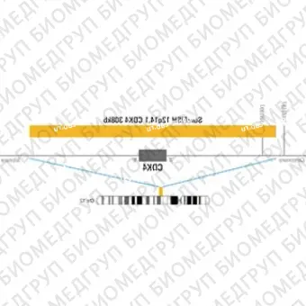 ДЛЯ КЛИЕНТОВ из США. SureFISH 12q14.1 CDK4 308 КБ P20 RD. CDK4, Копийный номер, 20 тестов, Cy3, Концентрат, Ручное использование