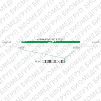 ДЛЯ КЛИЕНТОВ из США. SureFISH 17p13.3 Chr17pTel 402кб P20 ГР. Теломер Chr17p, Номер копии, 20 тестов, FITC, Концентрат, Ручное использование