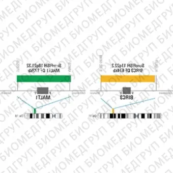 ДЛЯ КЛИЕНТОВ из США. SureFISH 11q22.2 BIRC3 DF 674 КБ P20 RD. BIRC3, Dual Fusion, 20 тестов, Cy3, концентрат, ручное использование
