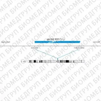 ДЛЯ КЛИЕНТОВ ЗА ПРЕДЕЛАМИ США. SureFISH Chr1 CEP 541kb P20 BL