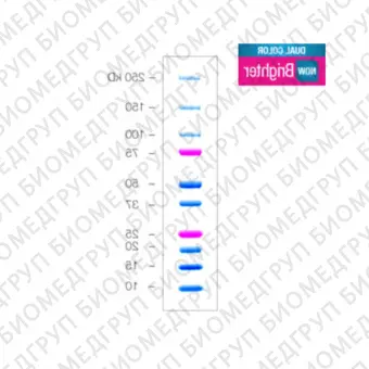 Окрашенные маркеры молекулярной массы белков Precision Plus Protein Dual Color, 10250 кДа5 х 500 мкл