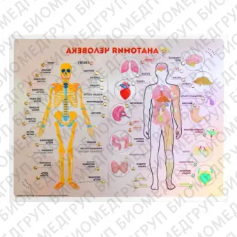 Стенд тактильнозвуковой Анатомия человека с индукционной системой 860х650