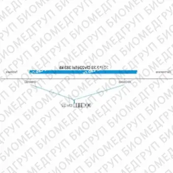 ДЛЯ КЛИЕНТОВ ЗА ПРЕДЕЛАМИ США. SureFISH 22q13.33 Chr22qTel 383kb P20 BL