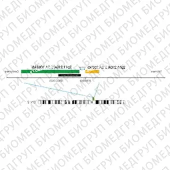 ДЛЯ КЛИЕНТОВ из США. SureFISH 2p11.2 IGK 5 BA 1063кб P20 GR. IGK, Break Apart, 20 тестов, FITC, Концентрат, Ручное использование