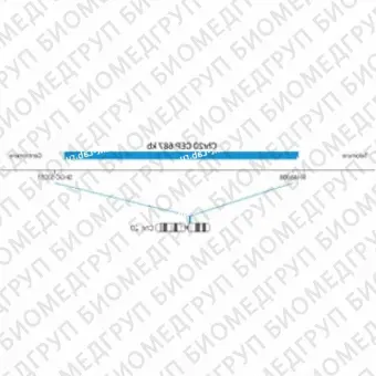 ДЛЯ КЛИЕНТОВ ЗА ПРЕДЕЛАМИ США. SureFISH Chr20 CEP 687kb P20 BL