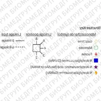 Стандарт Nгликанов AdvanceBio InstantPC G0N/A1 ранее ProZyme