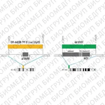 ДЛЯ КЛИЕНТОВ из США. SureFISH 20q12 MAFB DF 803kb P20 RD. MAFB, Dual Fusion, 20 тестов, Cy3, концентрат, ручное использование