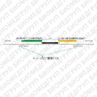 ДЛЯ КЛИЕНТОВ из США. SureFISH 15q25.3 NTRK3 3 BA 435кб P20 RD. NTRK3, Break Apart, 20 тестов, Cy3, Концентрат, Ручное использование