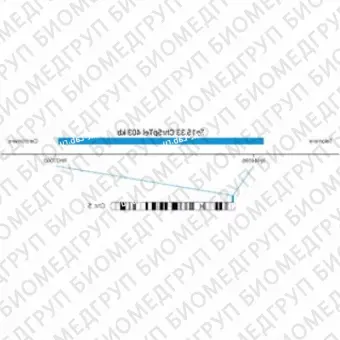 ДЛЯ КЛИЕНТОВ из США. SureFISH 5p15.33 Chr5pTel 403кб P20 BL. Теломер Chr5p, Копийный номер, 20 тестов, Аква, Концентрат, Ручное использование