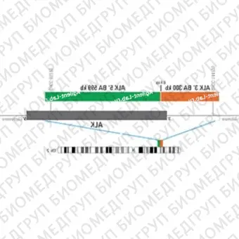 ДЛЯ КЛИЕНТОВ из США. SureFISH ALK BA P5. ALK, Break Apart, 20 тестов, FITCCy3, концентрат, ручное использование