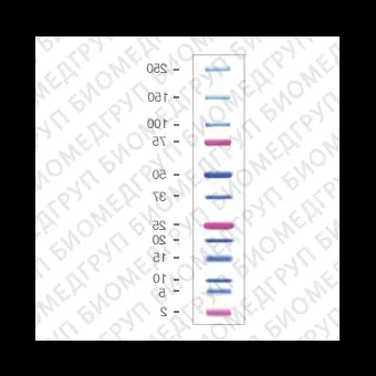 Маркеры белковые молекулярного веса, предокрашенные, Dual Xtra, 2250 кДа, 12 полос, BioRad, 1610397, 5x500 мкл