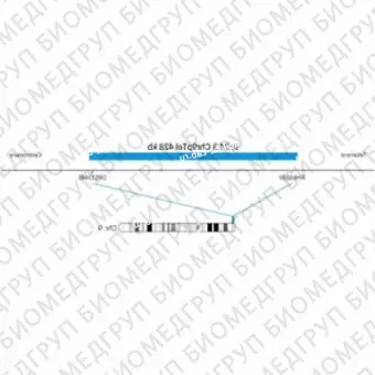ДЛЯ КЛИЕНТОВ ЗА ПРЕДЕЛАМИ США. SureFISH 9p24.3 Chr9pTel 428kb P20 BL