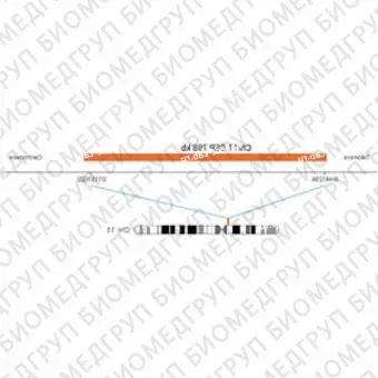 ДЛЯ КЛИЕНТОВ из США. SureFISH Chr11 CEP 798 КБ P20 RD. CEP 11, Номер копии, 20 тестов, Cy3, Концентрат, Ручное использование