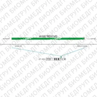 ДЛЯ КЛИЕНТОВ ЗА ПРЕДЕЛАМИ США. SureFISH Chr15 CEP 265kb P20 GR