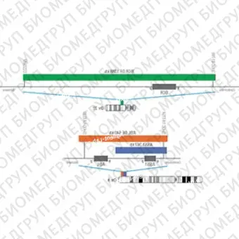 ДЛЯ КЛИЕНТОВ из США. SureFISH 9q34.11 ASS1 367кб P20 BL. ASS1, Копийный номер, 20 тестов, Аква, Концентрат, Ручное использование