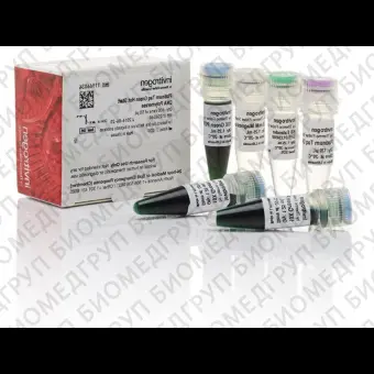 ДНКполимераза Platinum Taq Green Hot Start DNA Polymerase, Thermo FS, 11966034, 600 реакций