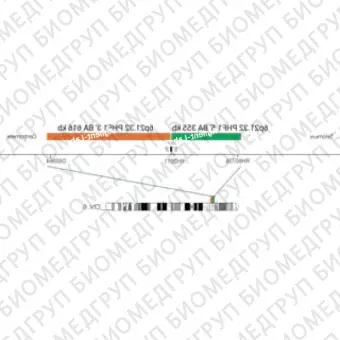 ДЛЯ КЛИЕНТОВ из США. SureFISH 6p21.32 PHF1 5 BA 355кб P20 RD. PHF1, Break Apart, 20 тестов, Cy3, концентрат, ручное использование