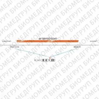 ДЛЯ КЛИЕНТОВ из США. SureFISH Chr20 CEP 687кб P20 RD. CEP 20, Номер копии, 20 тестов, Cy3, Концентрат, Ручное использование