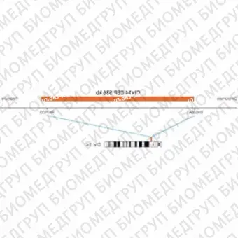 ДЛЯ КЛИЕНТОВ из США. SureFISH Chr14 CEP 536 КБ P20 RD. CEP 14, Номер копии, 20 тестов, Cy3, Концентрат, Ручное использование