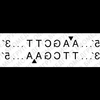 Эндонуклеаза рестрикции HindIII, 100 000 ед/мл, New England Biolabs, R0104 T, 10 000 единиц