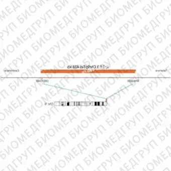 ДЛЯ КЛИЕНТОВ из США. SureFISH 9p24.3 Chr9pTel 428кб P20 RD. Теломер Chr9p, Номер копии, 20 тестов, Cy3, Концентрат, Ручное использование