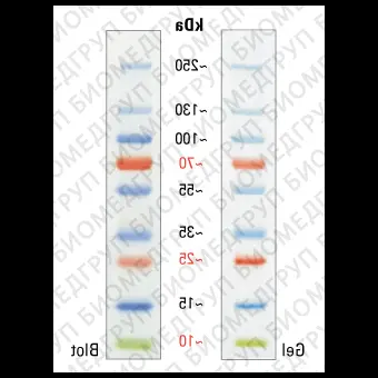 Маркеры молекулярной массы белков, окрашенные, PageRuler, 10250 кДа, для SDSэлектрофореза и вестернблоттинга, Thermo FS, 26620, 10х250 мкл