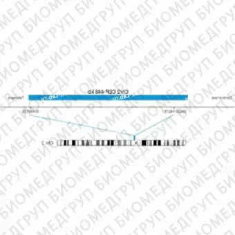 ДЛЯ КЛИЕНТОВ из США. SureFISH Chr2 CEP 448кб P20 BL. КЭП 2, Копийный номер, 20 тестов, Аква, Концентрат, Ручное использование