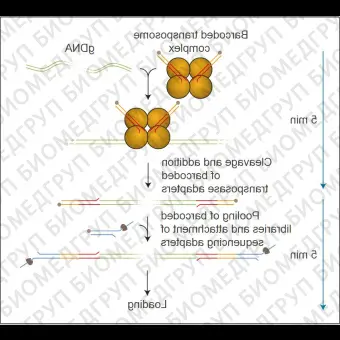 Набор для быстрого мультиплексного секвенирования ДНК, Rapid Barcoding Kit, Oxford Nanopore Technologies, SQKRBK004