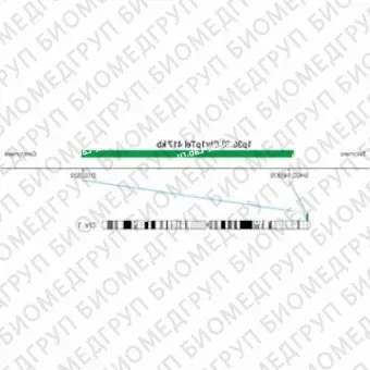 ДЛЯ КЛИЕНТОВ из США. SureFISH 1p36.33 Chr1pTel 417кб P20 ГР. Теломер Chr1p, Номер копии, 20 тестов, FITC, Концентрат, Ручное использование