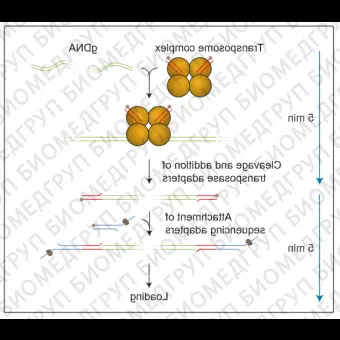 Набор для быстрого секвенирования геномной ДНК, Rapid Sequencing Kit, Oxford Nanopore Technologies, SQKRAD004