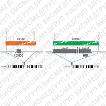 ДЛЯ КЛИЕНТОВ из США. SureFISH IGH CCND1 DF P20. IGHCCND1, Dual Fusion, 20 тестов, Cy3FITC, концентрат, ручное использование