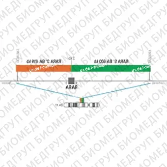 ДЛЯ КЛИЕНТОВ из США. SureFISH 17q21.1 RARA 5 BA 600кб P20 GR. RARA, Break Apart, 20 тестов, FITC, Концентрат, Ручное использование