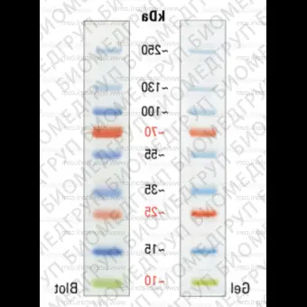 Маркеры молекулярной массы белков PageRuler Plus, окрашенные, 10250 kDa, 2 х 250 мкл