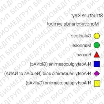 AdvanceBio InstantQ G1FGa1 / FA2G1Ga31 Стандарт Nгликанов ранее ProZyme. Nгликан асиало, моногалактозилированный двухантенный комплекс Nгликан с 1 13связанной галактозой и основной фукозой, меченный InstantQ, для использования в качестве ка