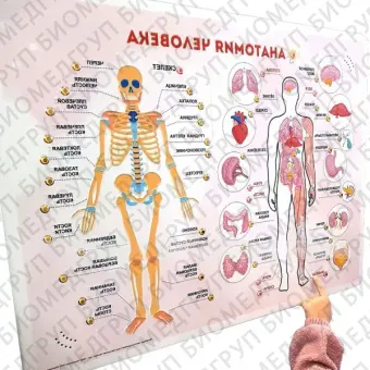 Стенд тактильнозвуковой Анатомия человека с индукционной системой 860х650