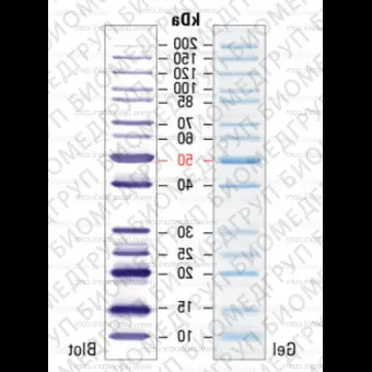 Маркеры молекулярной массы белков PageRuler, неокрашенные,10200 кДа, 2 х 250 мкл