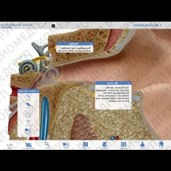 Анатомическое приложение iOS Human Anatomy Atlas