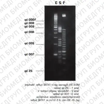 Агароза, низкий EEO, MS6, Molecular Screening, повышенная четкость разделения фрагментов 150750 п.н., Импорт, 1953.0250, 250 г