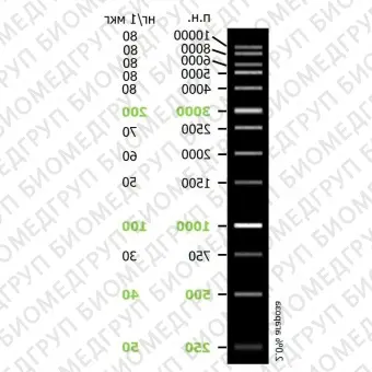 Маркеры длины ДНК SkyHigh 13 фрагментов от 250 до 10 000 п.н.50 мкг 100 применений