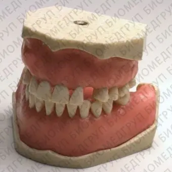 Анатомическая модель прорезывание зубов E04