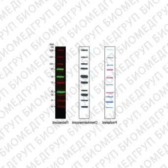 Маркеры молекулярной массы белков Precision Plus Protein WesternC с StrepTactinHRP, 50 реакций