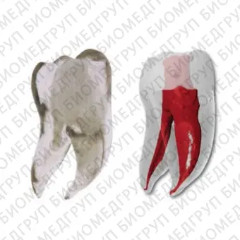 Анатомическая модель зубов MM.Tooth